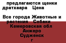 предлагаются щенки дратхаара › Цена ­ 20 000 - Все города Животные и растения » Собаки   . Кемеровская обл.,Анжеро-Судженск г.